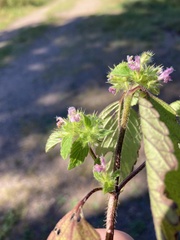 Galeopsis