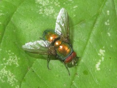 Lucilia illustris