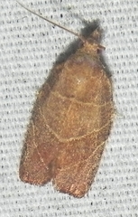 Pandemis limitata
