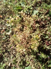 Matricaria discoidea