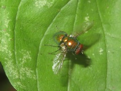 Lucilia illustris
