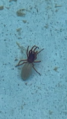 Dysdera crocata