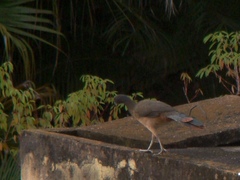 Ortalis ruficauda ruficauda