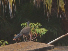 Ortalis ruficauda ruficauda