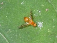 Acidia cognata