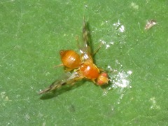 Acidia cognata