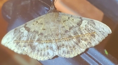 Anticarsia gemmatalis