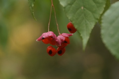 Euonymus verrucosus