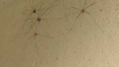 Leiobunum limbatum
