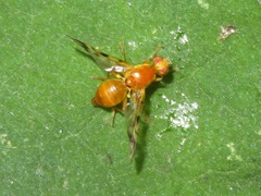 Acidia cognata