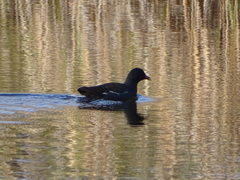Gallinula chloropus meridionalis