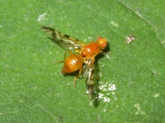 Acidia cognata