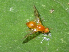 Acidia cognata