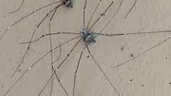 Leiobunum limbatum
