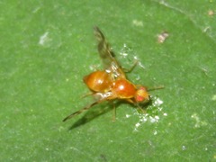 Acidia cognata