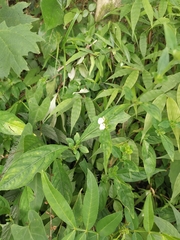 Justicia quadrifaria