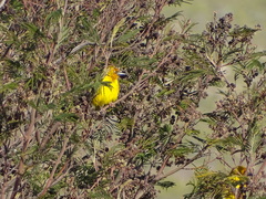 Ploceus capensis