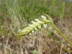 Spiranthes romanzoffiana