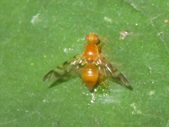 Acidia cognata