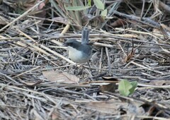Microspingus cinereus