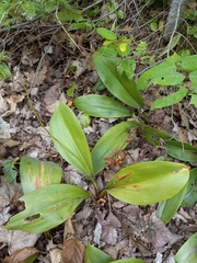Clintonia