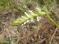 Spiranthes romanzoffiana