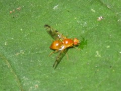 Acidia cognata