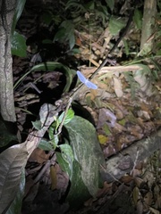 Pterygota