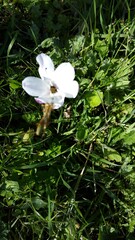 Sparaxis grandiflora