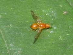 Acidia cognata