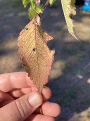 Galeopsis