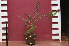 Bougainvillea spectabilis