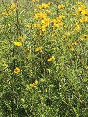 Bidens polylepis