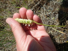 Spiranthes romanzoffiana