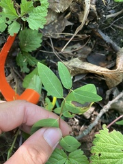 Lonicera villosa