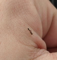 Synemosyna formica