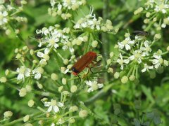 Rhagonycha fulva