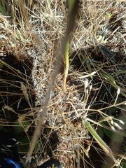 Spiranthes romanzoffiana