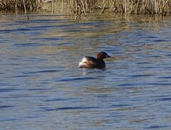 Tachybaptus ruficollis capensis