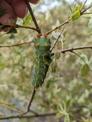 Hyalophora cecropia