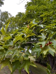 Acer