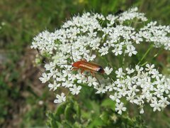 Rhagonycha fulva