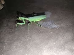 Hierodula patellifera