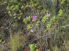 Pelargonium panduriforme