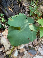 Sanguinaria canadensis