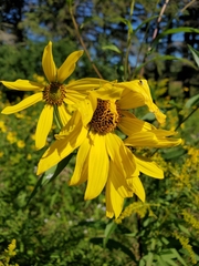 Helianthus giganteus