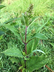 Lepechinia caulescens