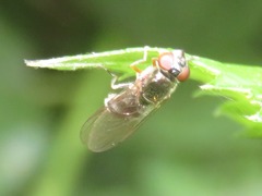 Platycheirus albimanus