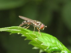 Platycheirus albimanus