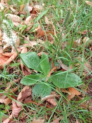 Plantago media